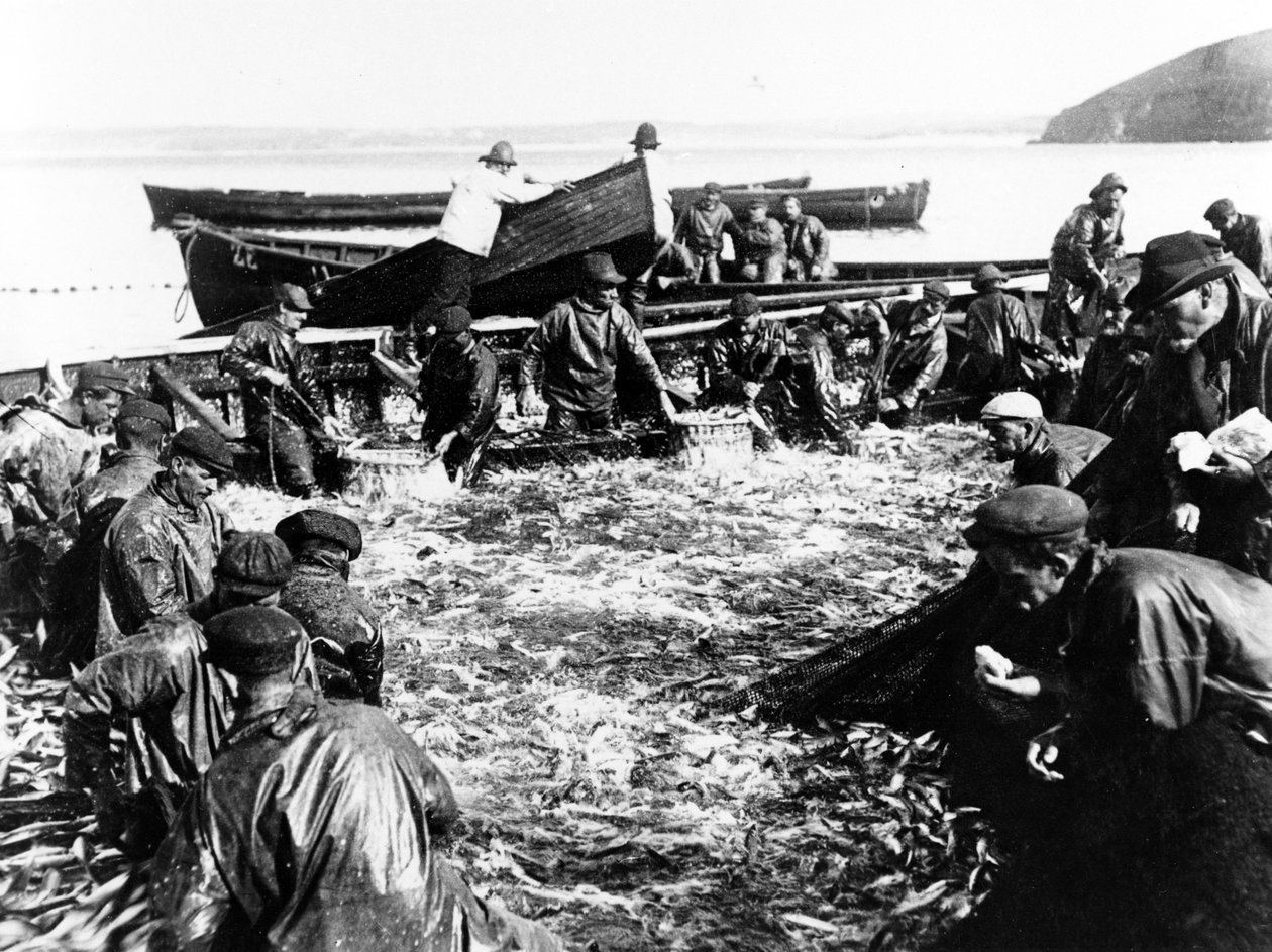 ニシンの漁獲、1890年頃 作： 英語の写真家
