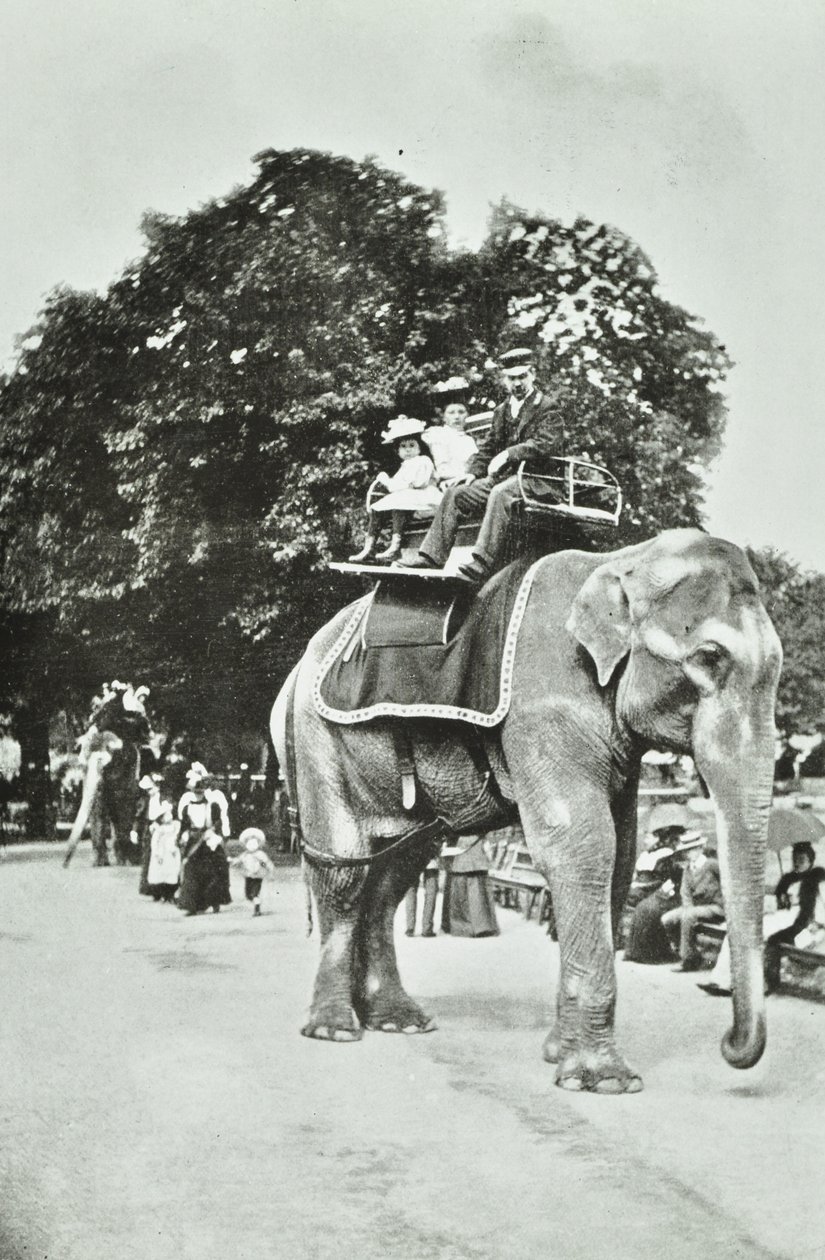 動物園、リージェンツパーク：象の乗り物、ロンドン、1895年頃 作： 英語の写真家