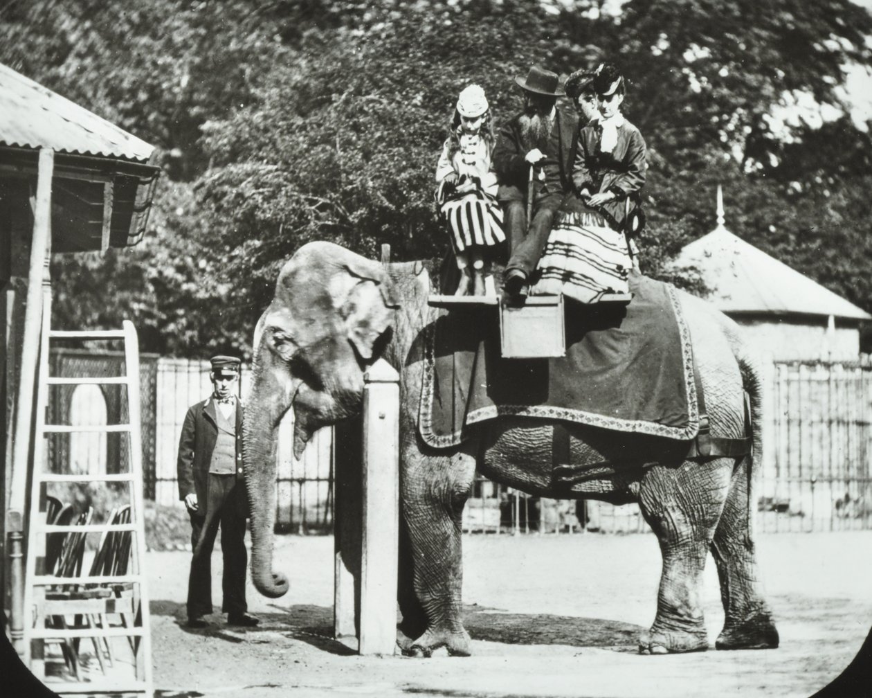 動物園、リージェンツパーク：大人と子供が乗る象、ロンドン動物園、1894 作： 英語の写真家