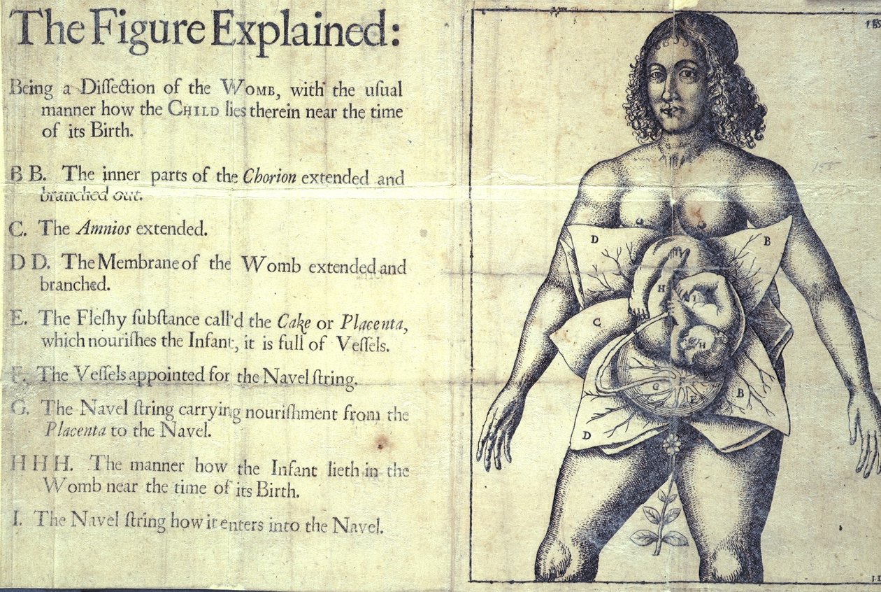 1177 b.19 「The Figure Explained」、子宮の図、「The Midwives Book or The Whole Art of Midwifery Discovered」、Jane Sharp、ロンドン 作： 英語学校
