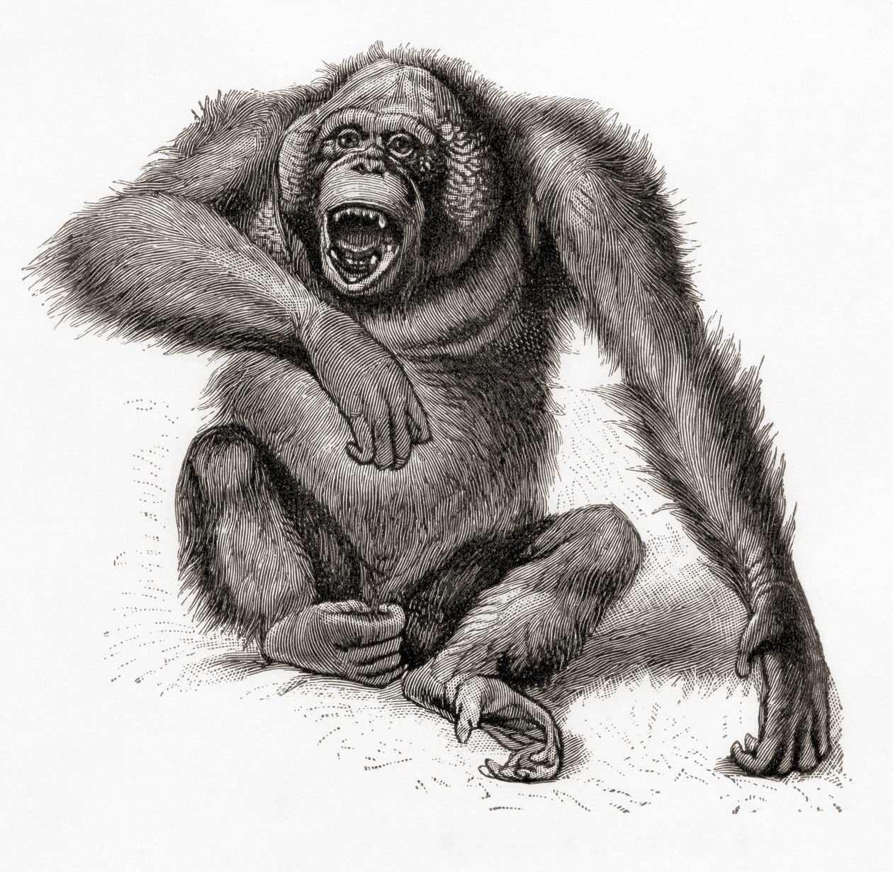 ボルネオ島のオランウータン、Pongo pygmaeus。オランウータン、オランウータン、オランウータンとも表記される。1924年発行のMeyers Lexiconより（印刷物） 作： 英語学校