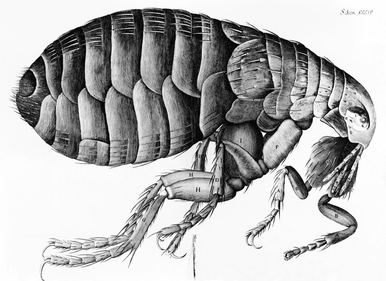 ロバート・フックによる顕微鏡観察からのノミ（1635-1703）、1665 作： 英語学校