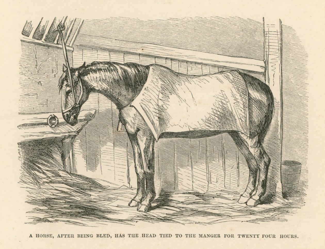 血を流された馬は、24時間飼葉桶に頭を縛り付けられる（エングレーヴィング） 作： 英語学校