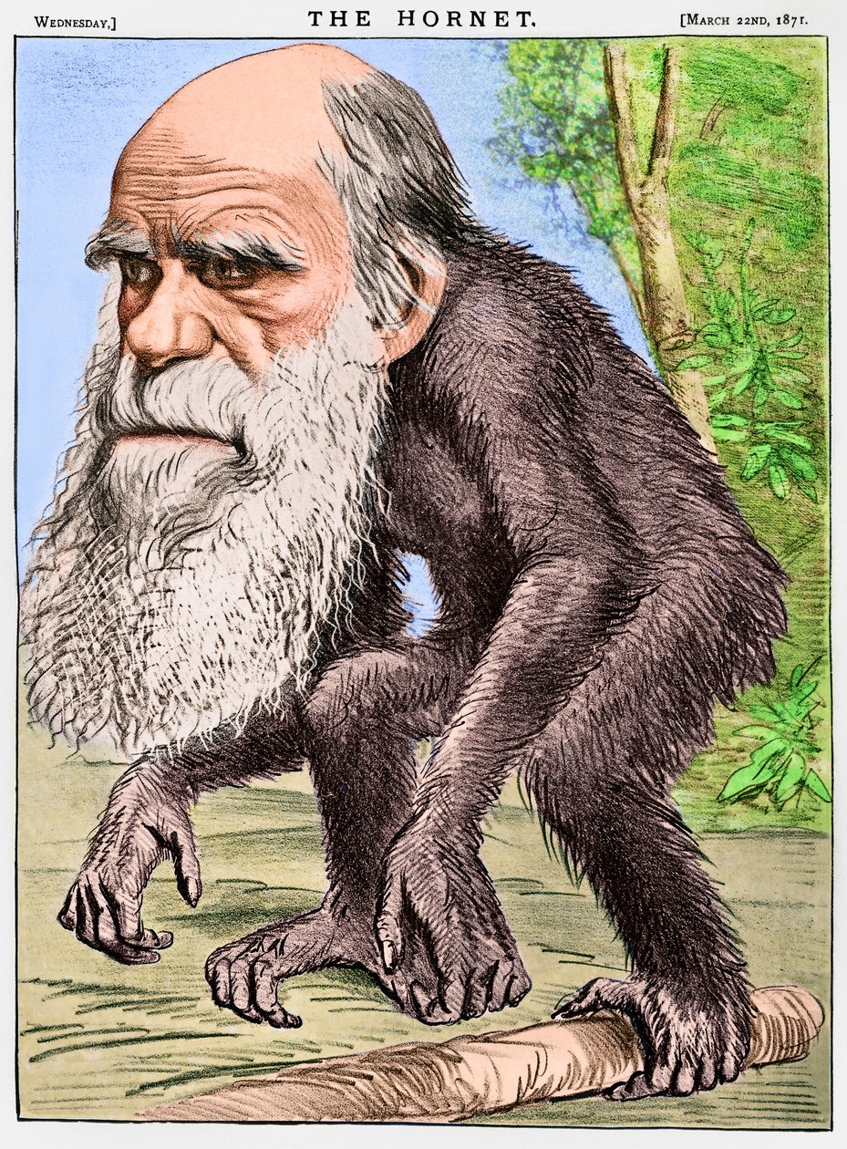「チャールズ・ダーウィンを猿に見立てた風刺画「A Venerable Orang-outang 作： 英語学校