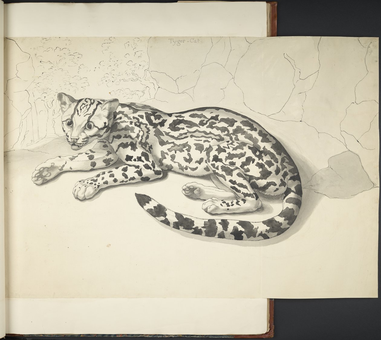 MS 11807 f.9 タイガー キャットを「さまざまな動物や鳥を墨と鉛筆で大縮尺で描いたもの」から追加 (紙に墨で描いたもの) 作： 英語学校