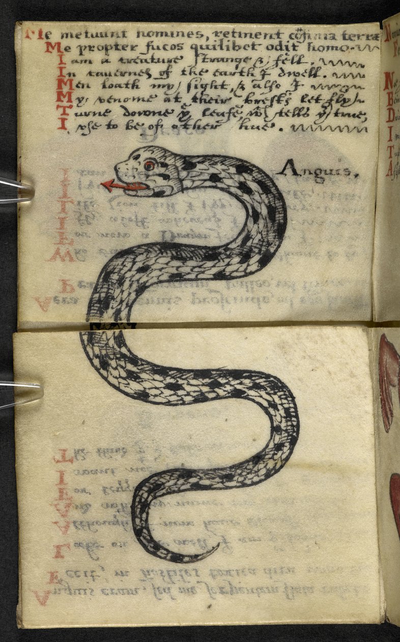 MS 57312 f.4 ゲームブックを追加 (ベラム紙にインクとカラー) 作： 英語学校