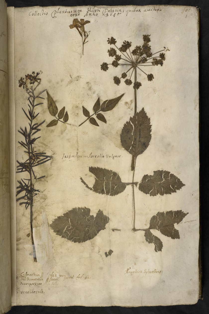 MS 78334 f.3r 説明付きの乾燥植物標本を追加、「Hortus Hyemalis」から、John Evelyn 作 作： 英語学校