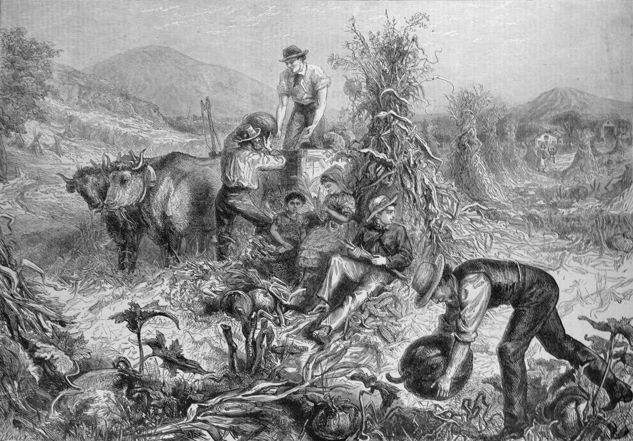 American Husbandry：Gathering Pumpkins and Husking Maize、from the Illustrated London News、1881年9月24日 作： 英語学校