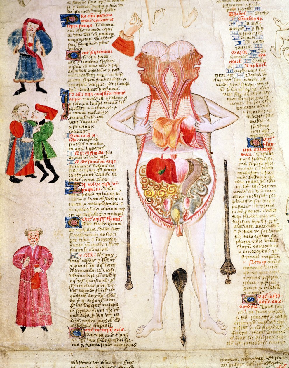 解剖図（ジョン・アーダーン著『De arte phisicali e de cirurgia』より 作： 英語学校