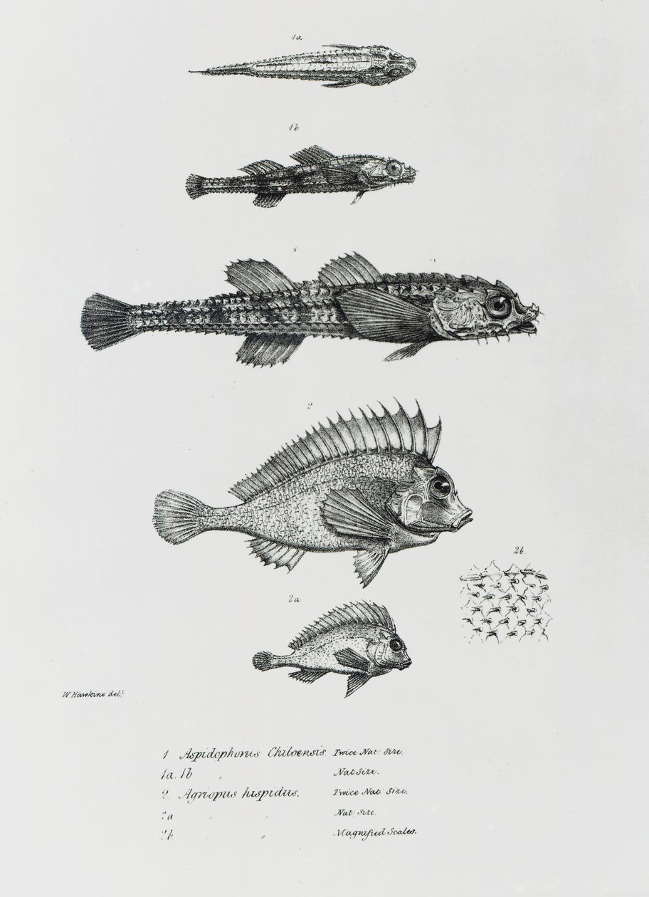 Aspidophorus ChiloensisとAgriopus Hispidus、プレート7、チャールズダーウィン著「HMSビーグルの航海の動物学、1832-36」 作： 英語学校