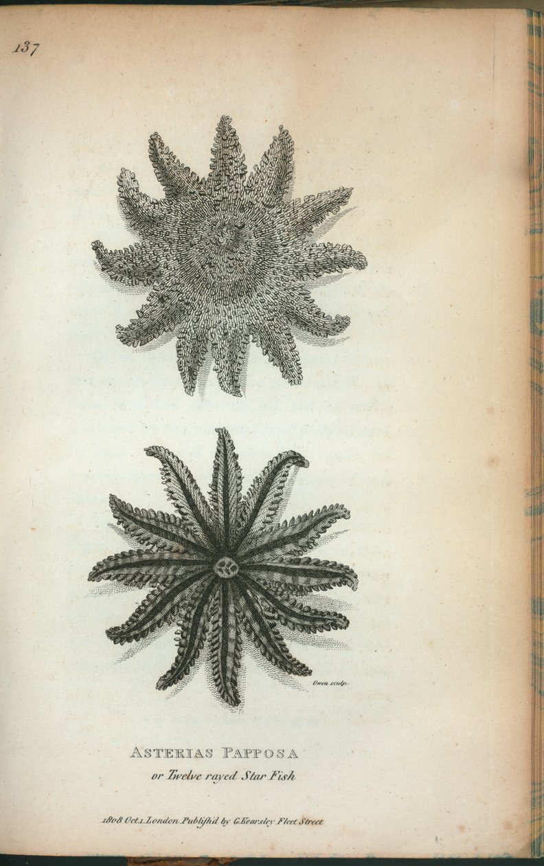 ジョージ・ショーの「1806年と1807年に英国王立研究所で行われた動物学の講義」から「Asterias Papposa or Twelve rayed Star Fish 作： 英語学校