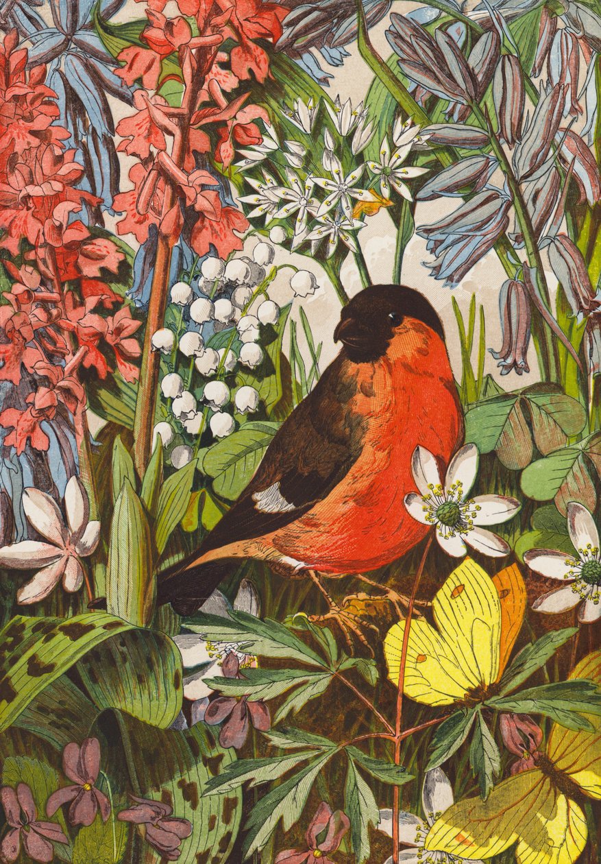 ブルフィンチ（カラーリトグラフ） 作： 英語学校