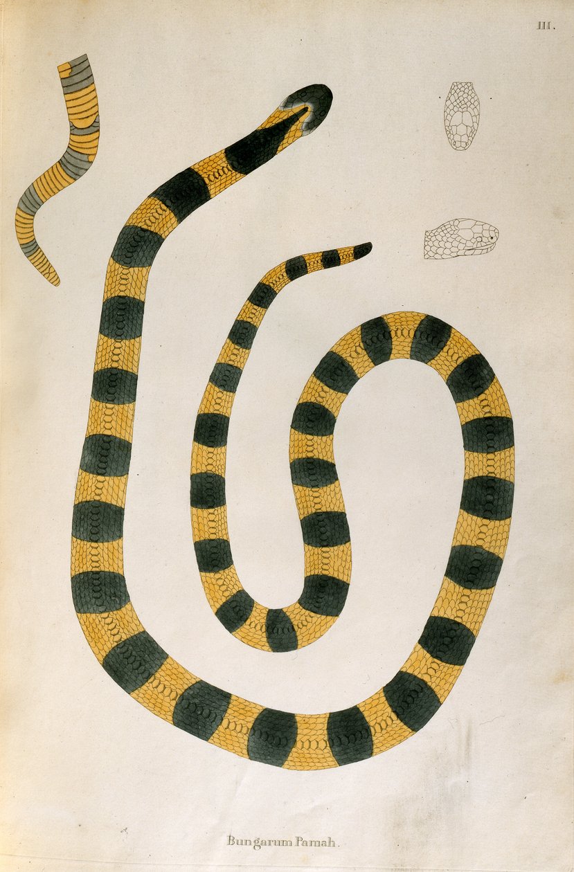 1796年、ロンドンのパトリックラッセルによってコロマンデルの海岸から収集されたインドの蛇の説明からのバンガラムパマヘビ 作： 英語学校