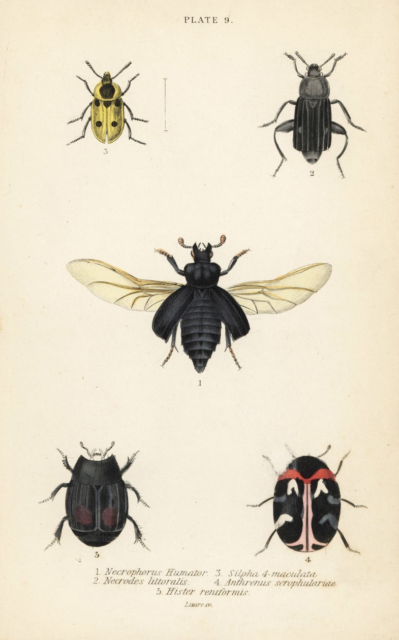 埋没虫、Nicrophorus humator 1、腐肉食虫、Necrodes littoralis 2、Dendroxena quadrimaculata 3、カーペット甲虫、Anthrenus scrophulariae 4、およびHister quadrimaculatus var. 作： 英語学校