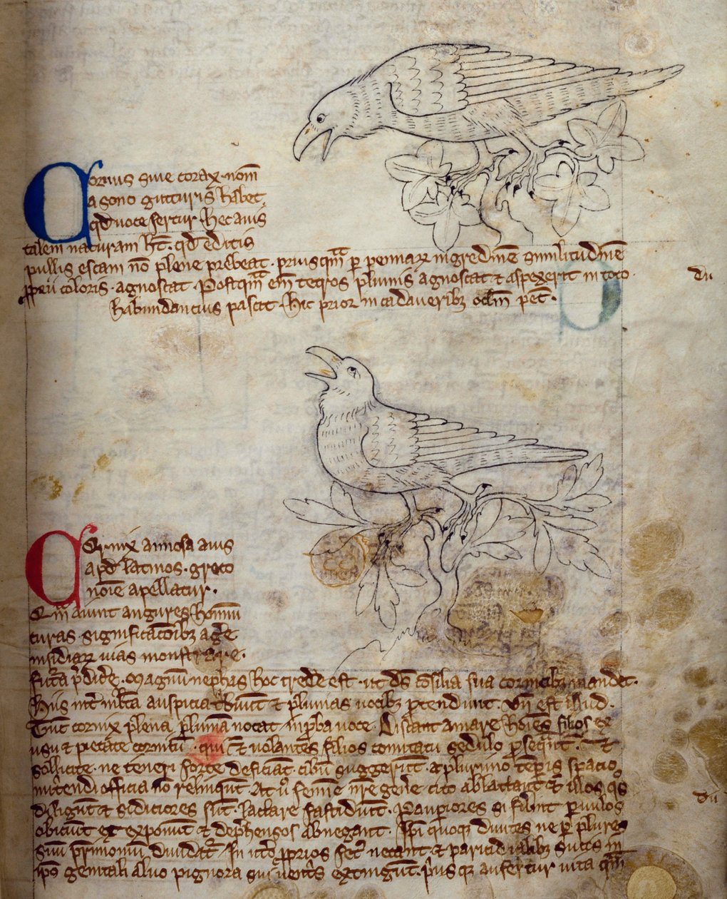 CCA-LitMs - D - 10 fol。 20rレイヴンとカラス、ベスティアリー 作： 英語学校