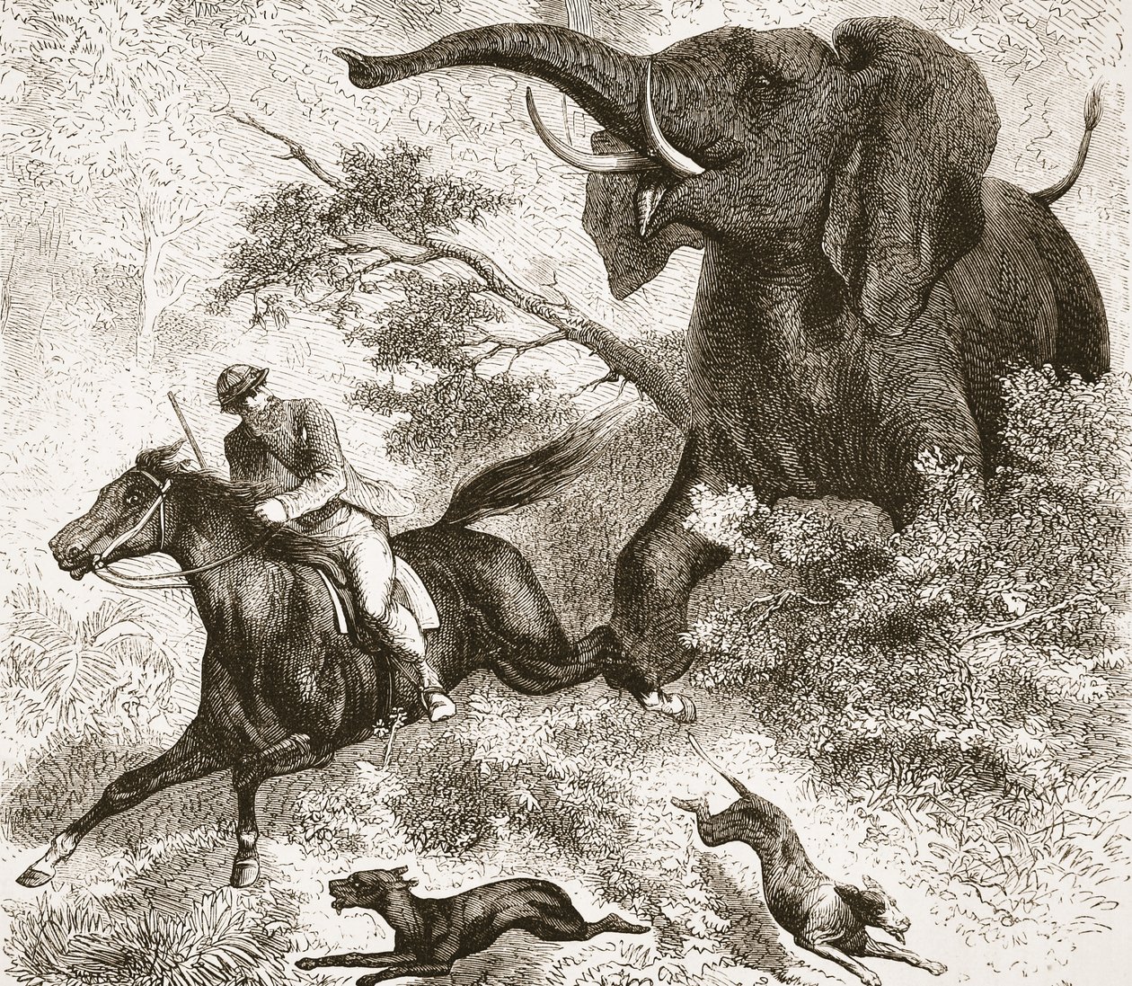 象に追われ、パブのJ.ユーイングリッチーによる、The Pictorial Edition of the Life and Discoveries of David Livingstoneのイラスト。 A. Fullarton＆Co.、1876年 作： 英語学校