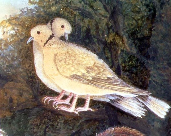 農場の近くの鶏と鳩 鳩のディテール（水彩、ガッシュ、紙）（93278のディテール 作： 英語学校