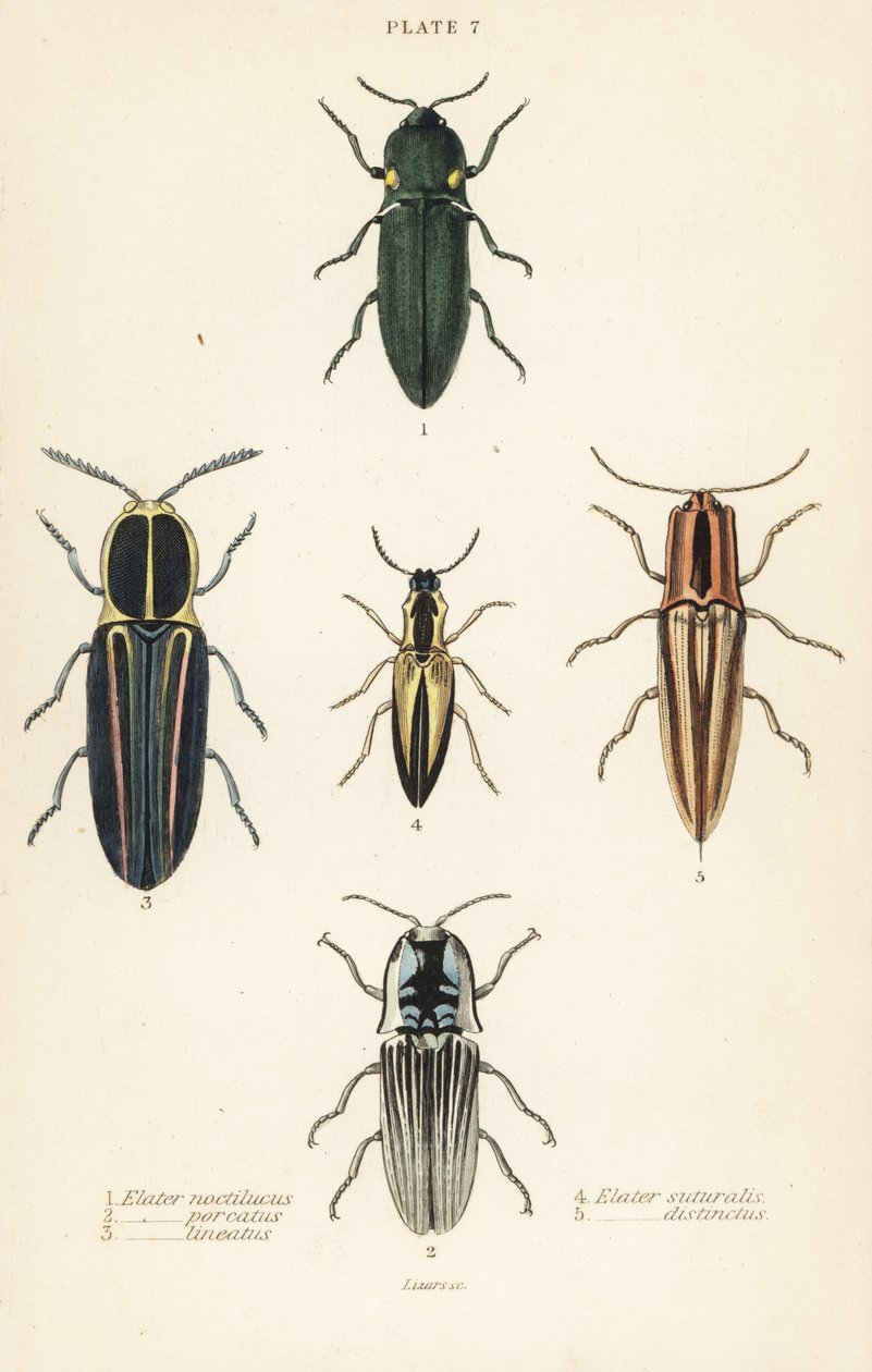 クリックビートル：ヘッドライトエレーター、Pyrophorus noctilucus 1、Chalcolepidius porcatus 2、ラインドクリックビートル、Agriotes lineatus 3、Elater suturalis 4、Semiotus distinctus 5 作： 英語学校