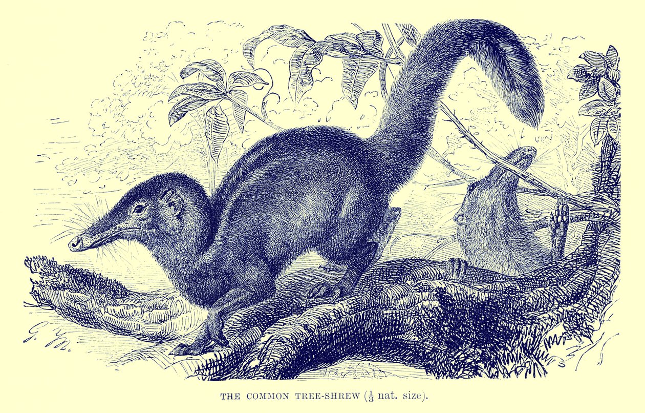コモンツリーシュリュー、「The Royal Natural History」より（リトグラフ） 作： 英語学校