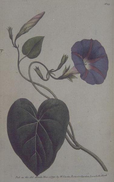 ウィリアム・カーティスの「The Botanical Garden」（または「Flower Garden Displayed」）のプレート113。1789年から90年の間に彫られたもの 作： 英語学校