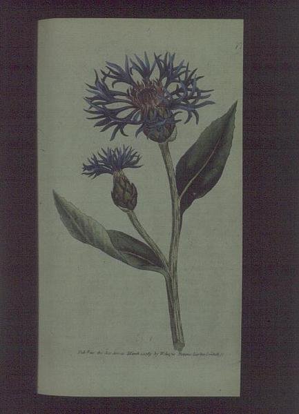 ヤグルマギク（Centaurea montana）、ウィリアム・カーティスの「The Botanical Magazine」（または「Flower Garden Displayed」）の77番プレート、パブ。1789-90年（彫刻）。 作： 英語学校