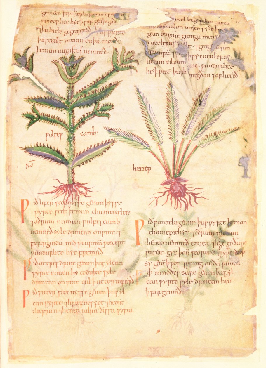 Cotton Vitellius C.III fol.30 ウルフのカンブとヘネプのイラスト、「Dioscorides」からの古い英語のハーブ、元々は Apuleius (123-80AD) (ベラム) 作： 英語学校