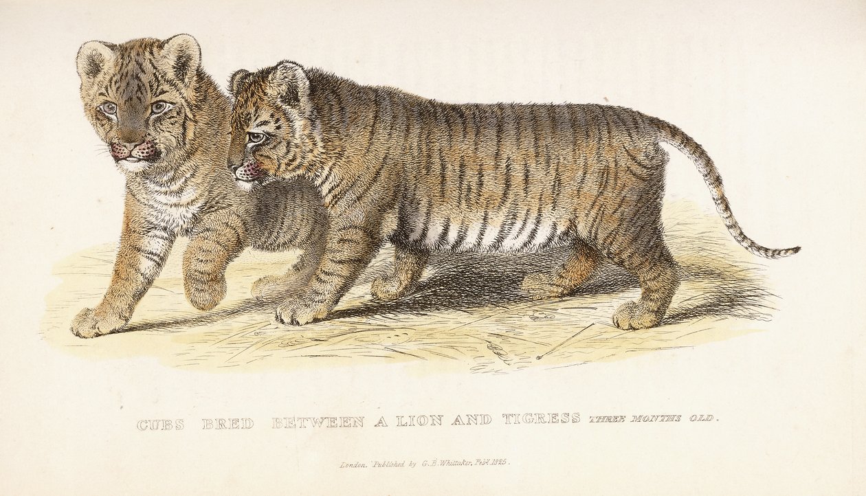 ライオンとティグレスの間で繁殖したカブス、生後3か月、1827-1835 作： 英語学校