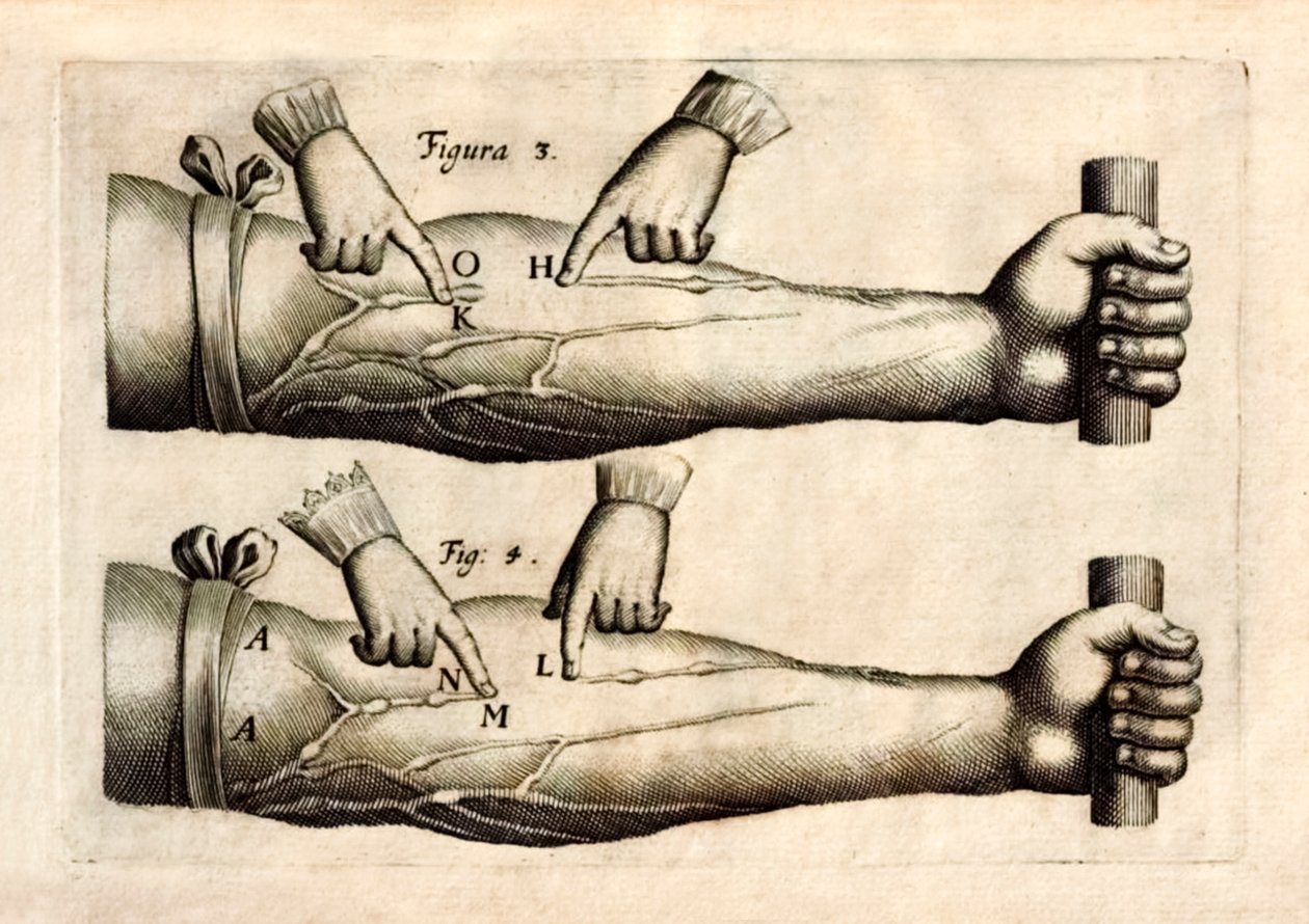 ウィリアム・ハーベイ（1578-1657）が1628年に発表した「De Motu Cordi, set Sanguinis in Animalibus」（生物における心臓と血液の動き）には、一方通行の弁を持つ前腕部の静脈のネットワークが描かれている。 作： 英語学校