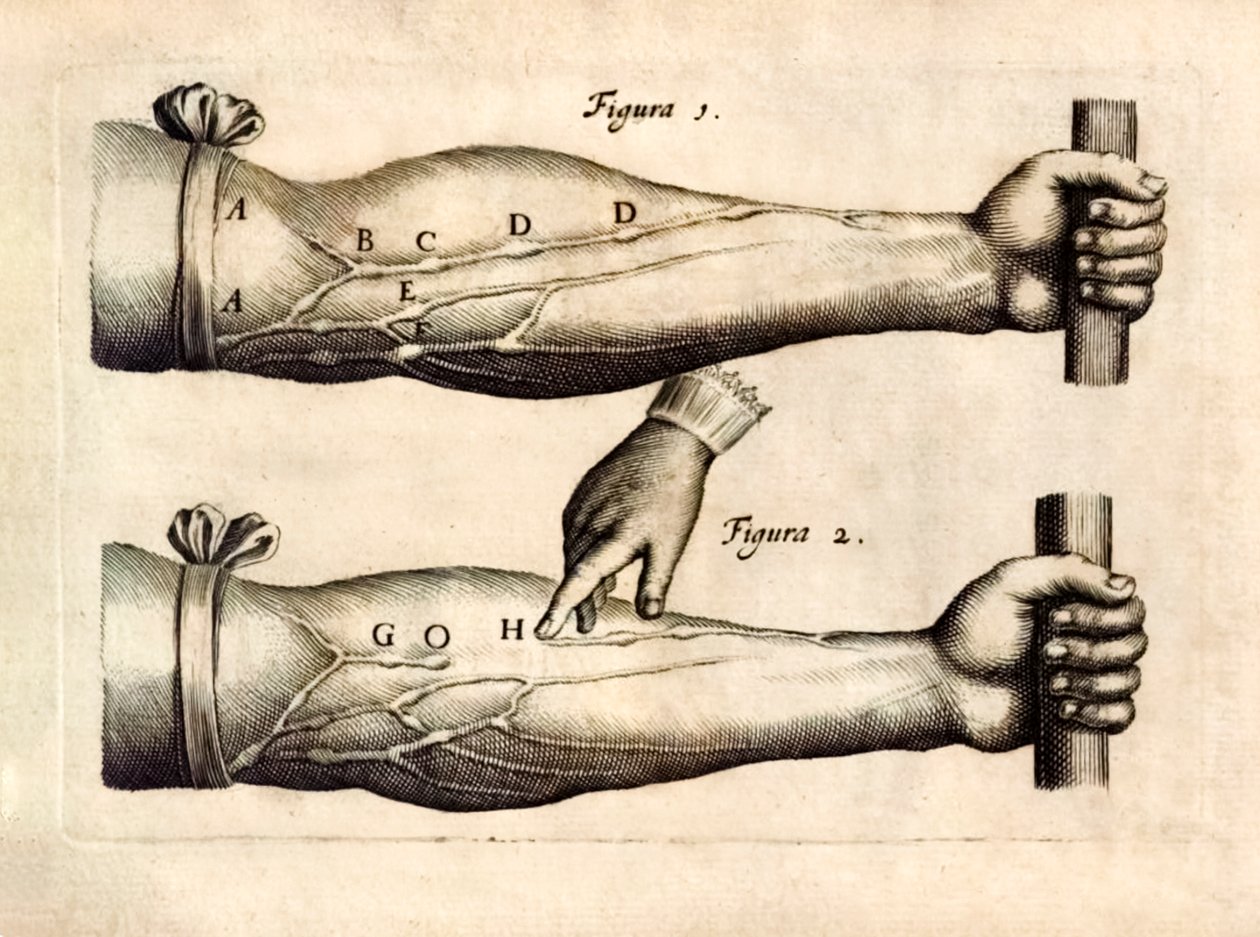 ウィリアム・ハーベイ（1578-1657）が1628年に発表した「De Motu Cordi, set Sanguinis in Animalibus」（生物における心臓と血液の動き）には、一方通行の弁を持つ前腕部の静脈のネットワークが描かれている。 作： 英語学校