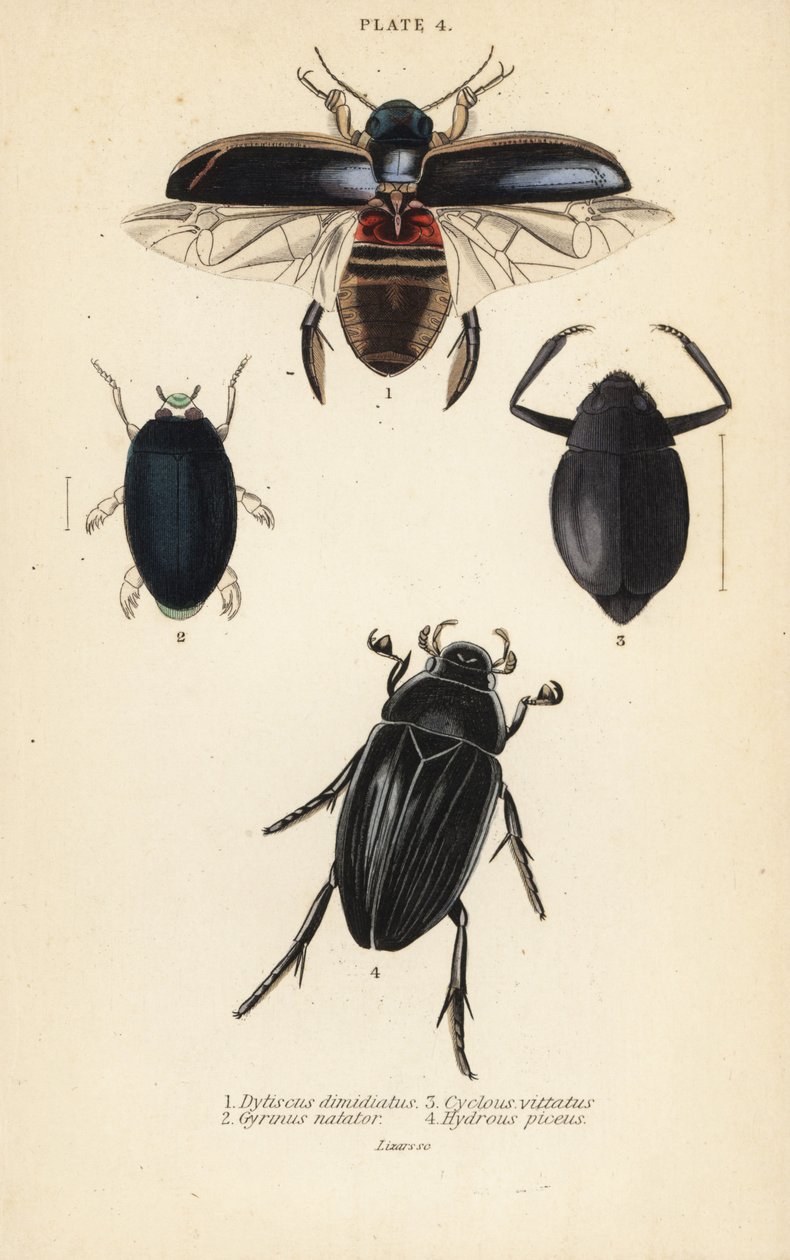 潜水虫、Dytiscus dimidiatus 1、普通の渦巻き虫、Gyrinus natator 2、Cyclous vittatus 3、そして大銀水虫、Hydrophilus piceus 4 作： 英語学校