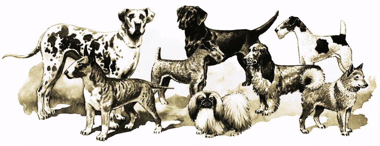 犬 作： 英語学校