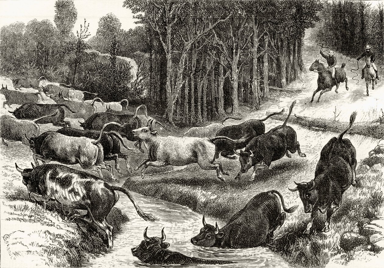 ハワードウィロビー著「オーストラリアの写真」より1880年頃、オーストラリアの運転牛、1886年ロンドン宗教協会発行 作： 英語学校