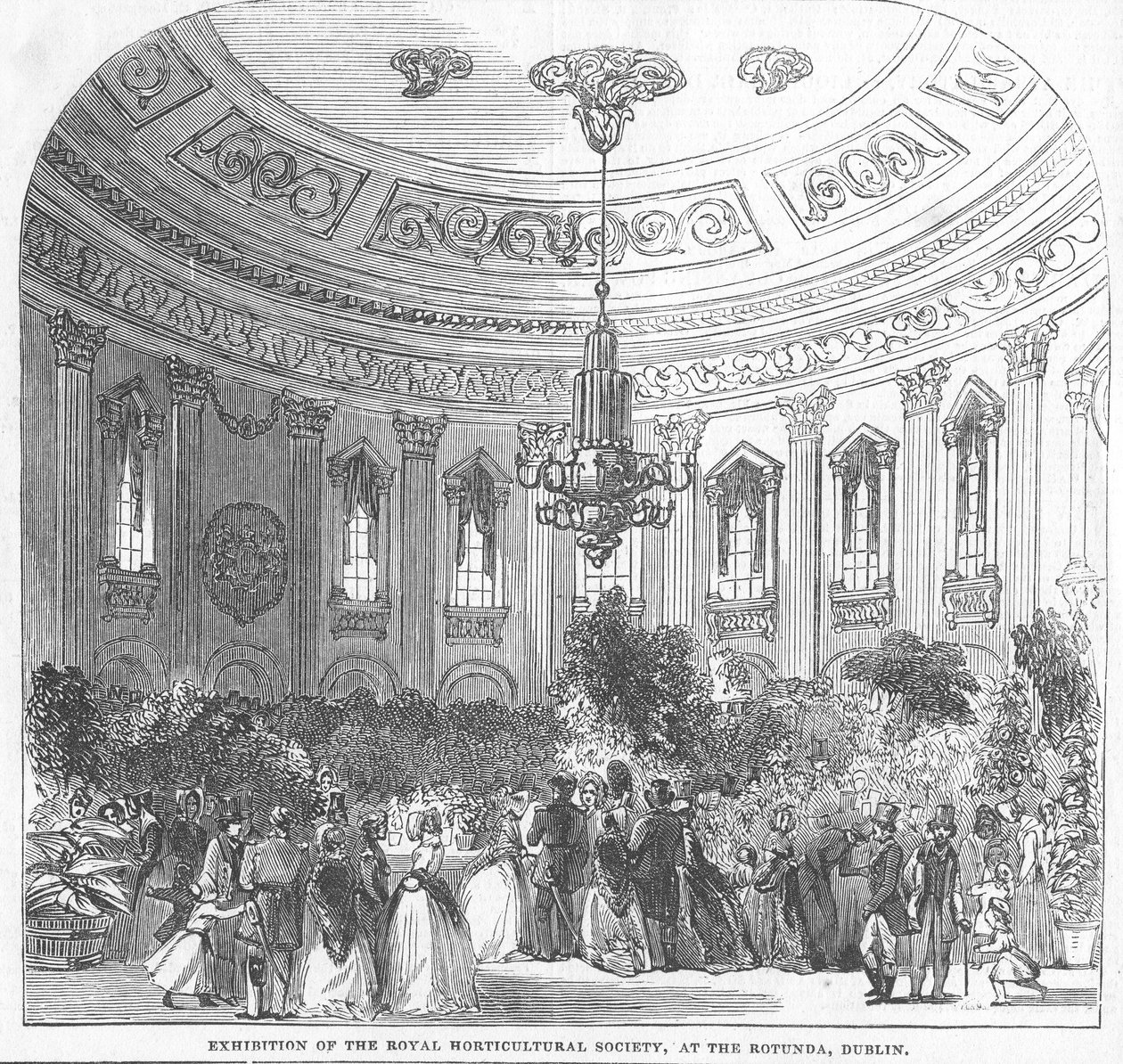 ダブリンのロタンダで開催された王立園芸協会の展示、「The Illustrated London News」（1854年）のイラスト 作： 英語学校