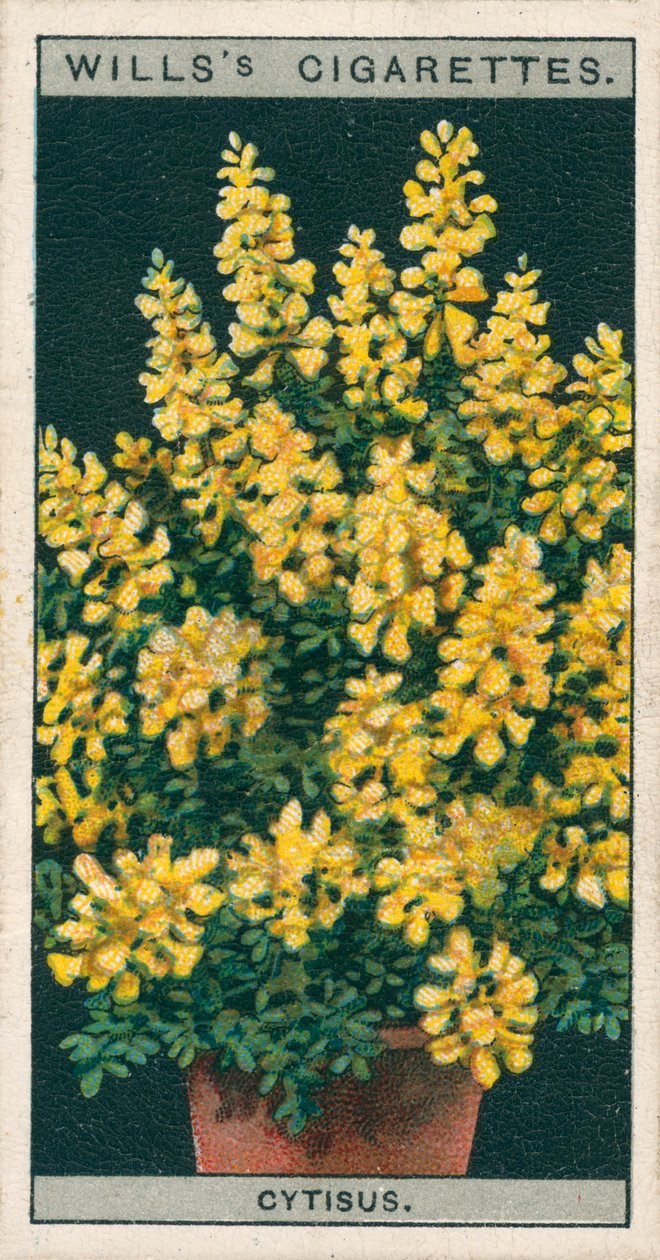 鉢での花栽培Cytisus または Genista (chromolitho) 作： 英語学校