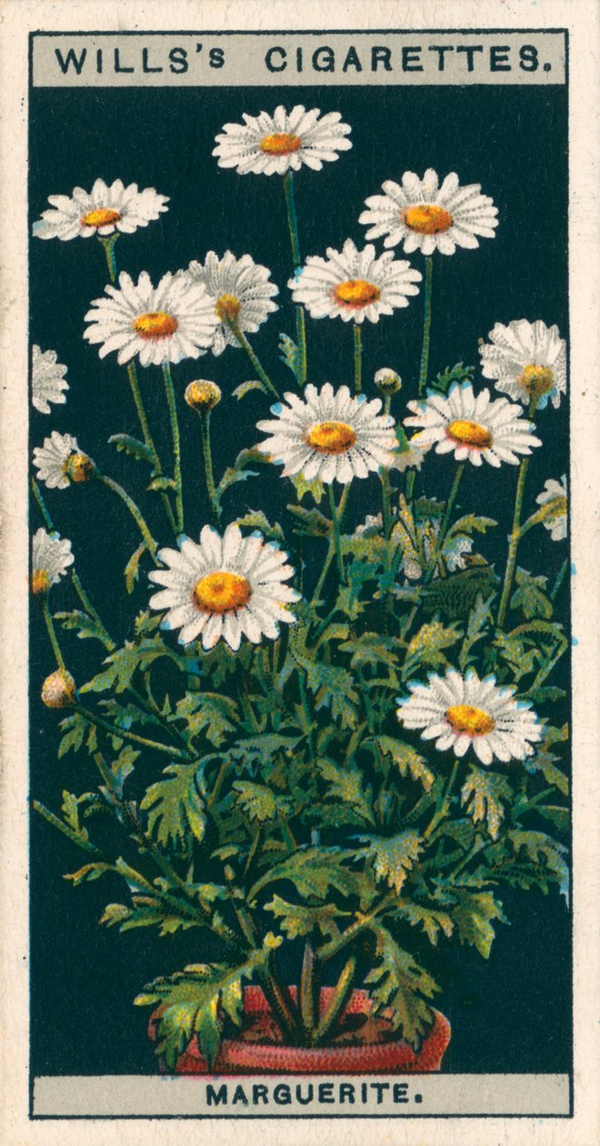 鉢での花栽培マルグリット（クロモリト） 作： 英語学校