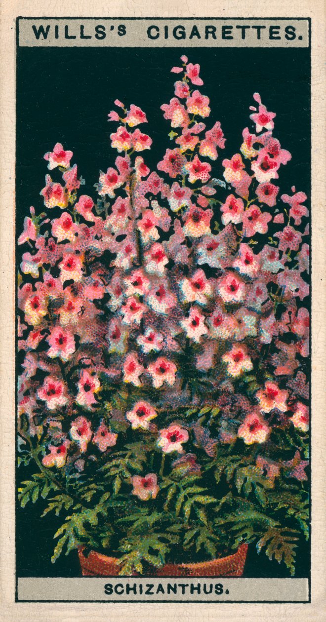 鉢植えでの花の栽培スキザンサスまたはバタフライフラワー（クロモリソウ） 作： 英語学校