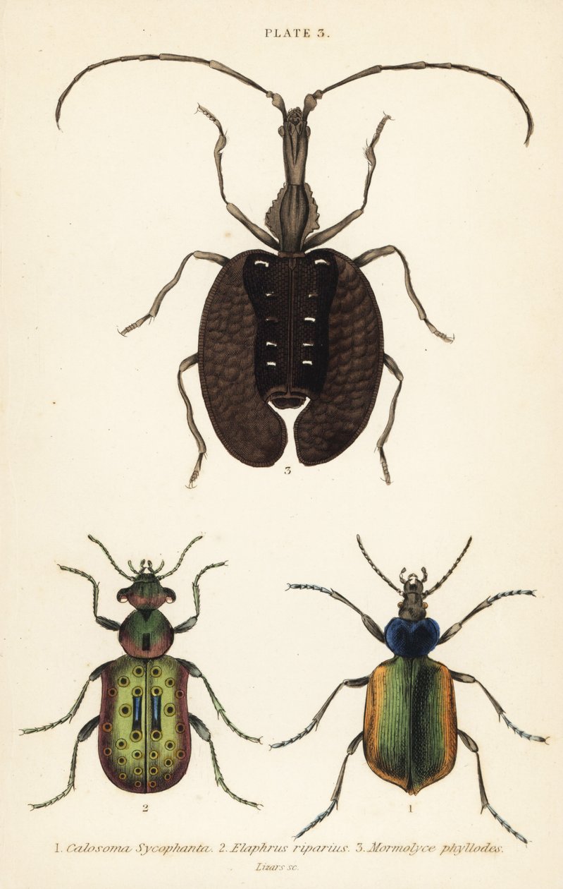 森の毛虫ハンター、Calosoma sycophanta 1、地面のカブトムシ、Elaphrus riparius 2、バイオリンのカブトムシ、Mormolyce phyllodes 3 作： 英語学校