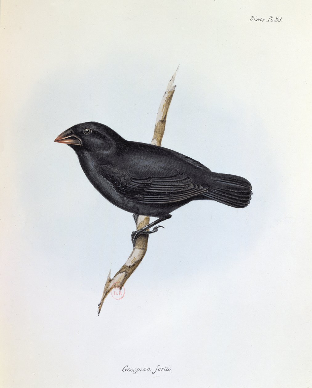 Geospiza Fortis、The Zoology of the Voyage of HMS Beagle、1832-36、Charles Darwin（1809-92）、1840 作： 英語学校
