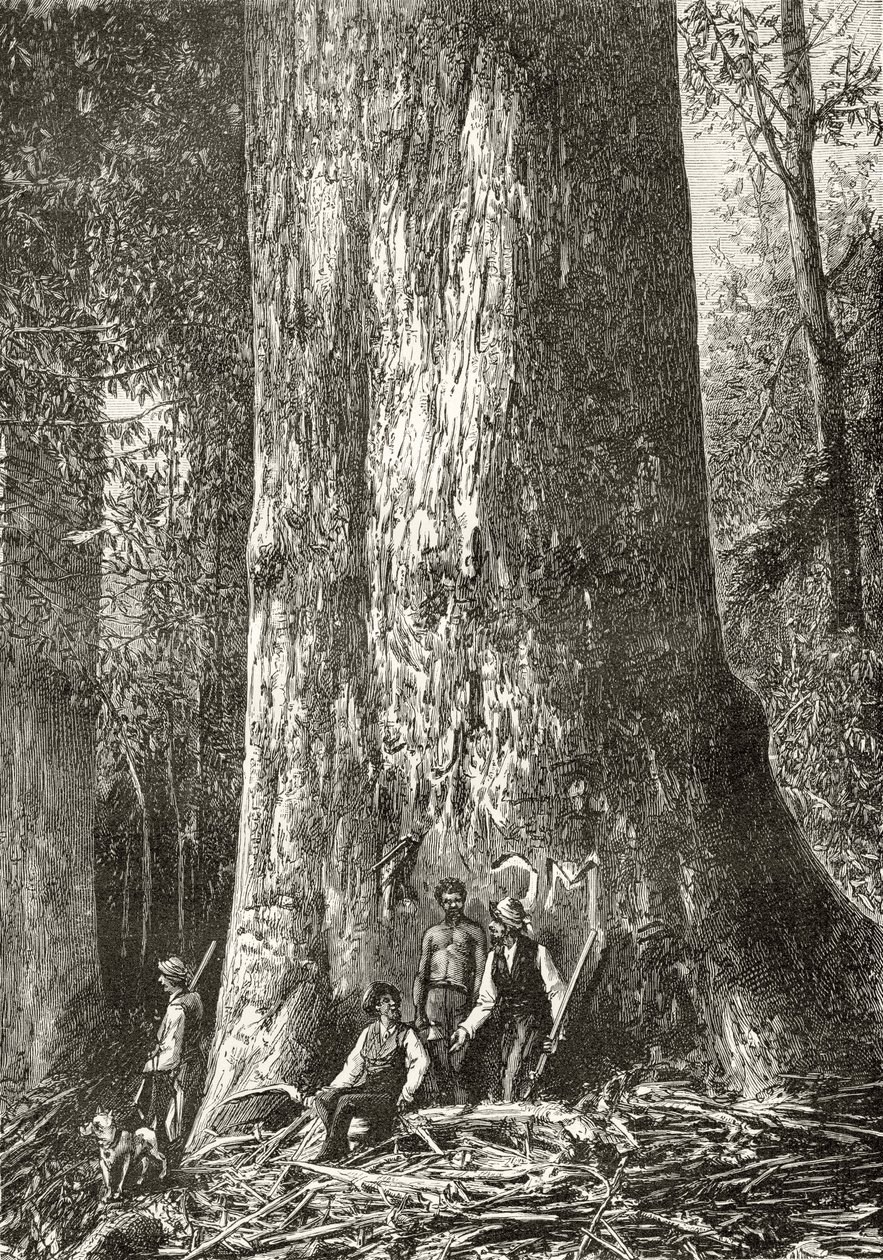 ハワードウィロビー著「オーストラリアの写真」からのジャイアントガムツリー、1880年頃、ロンドン宗教教会協会発行、1886年 作： 英語学校