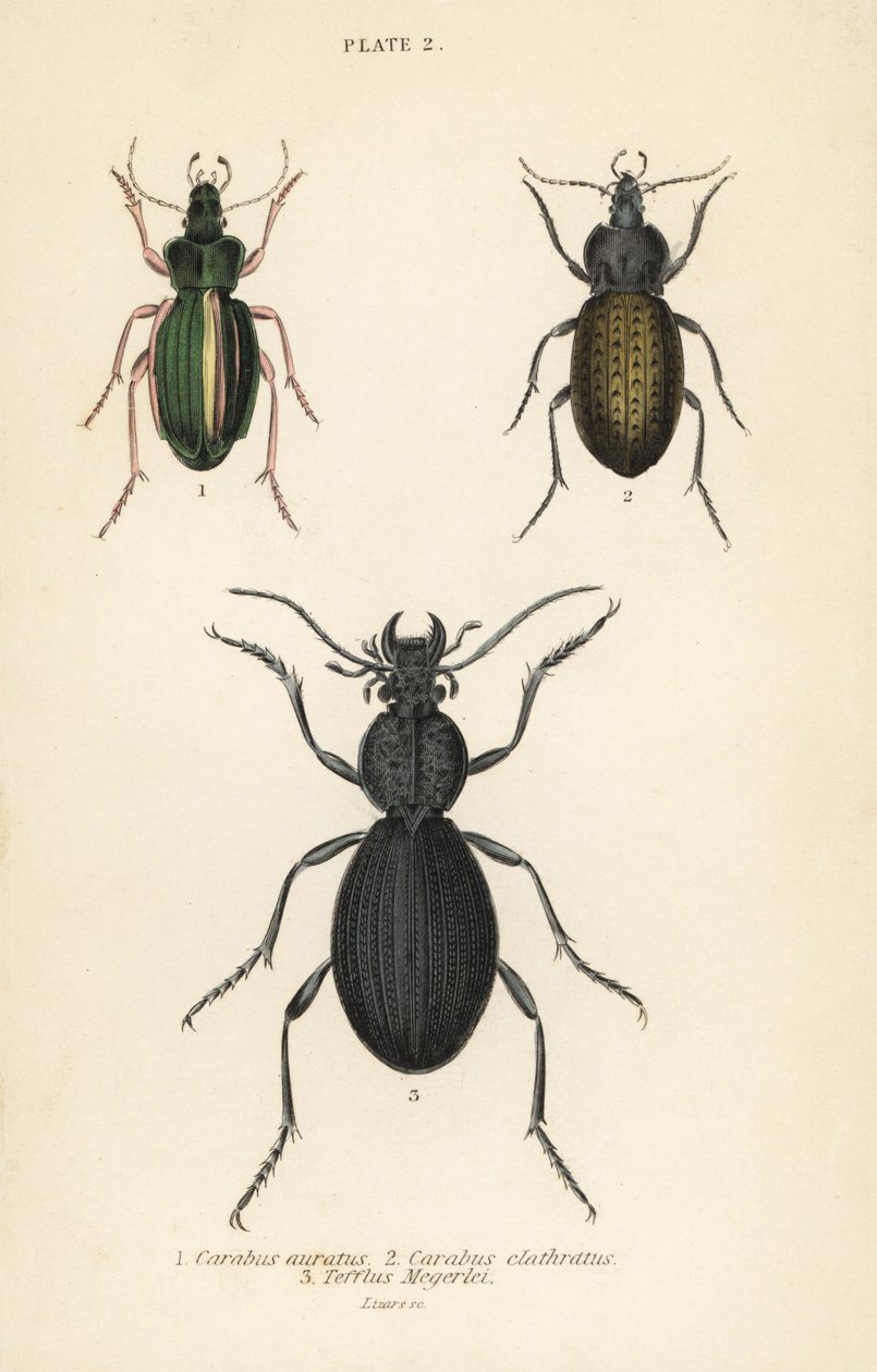 ゴールデン・グラウンド・ビートル（Carabus auratus）1、グラウンド・ビートル（Carabus clathratus）2、大きな黒いグラウンド・ビートル（Tefflus megerlei）。 作： 英語学校