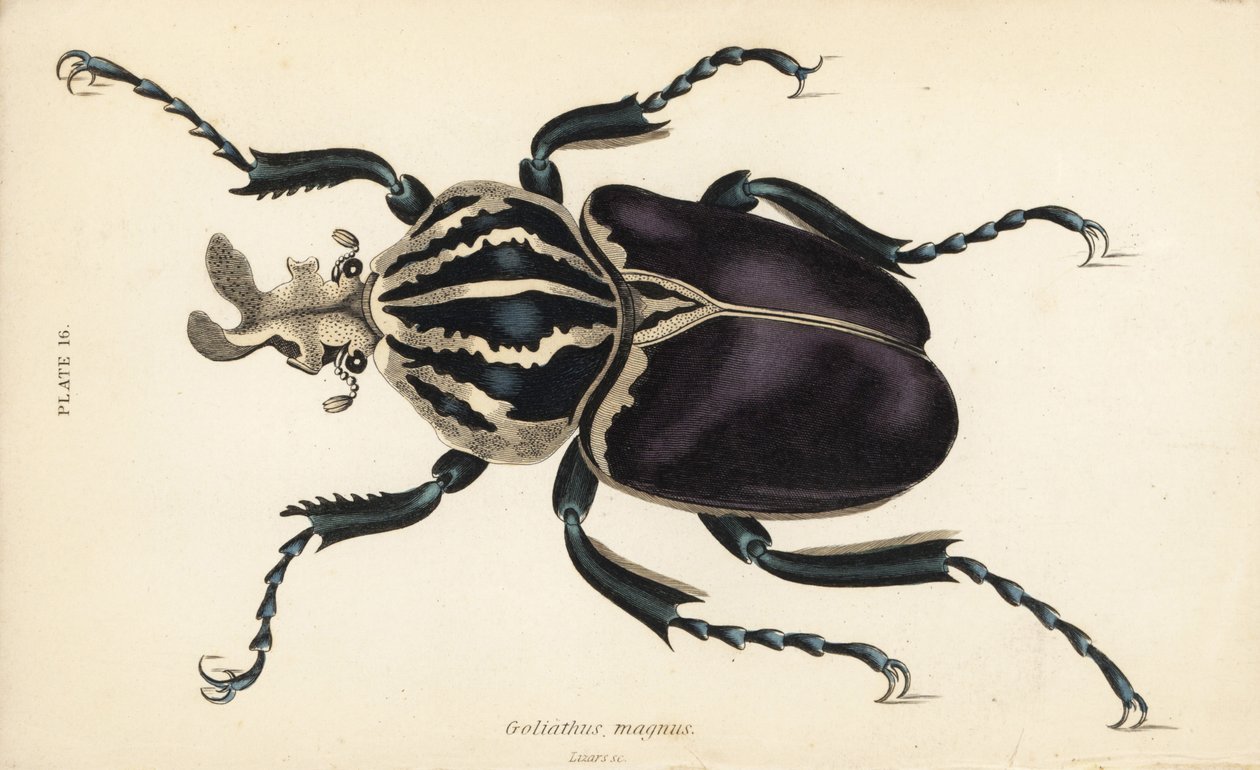 ゴライアス・ビートル（Goliathus goliatus）（Goliathus magnus 作： 英語学校