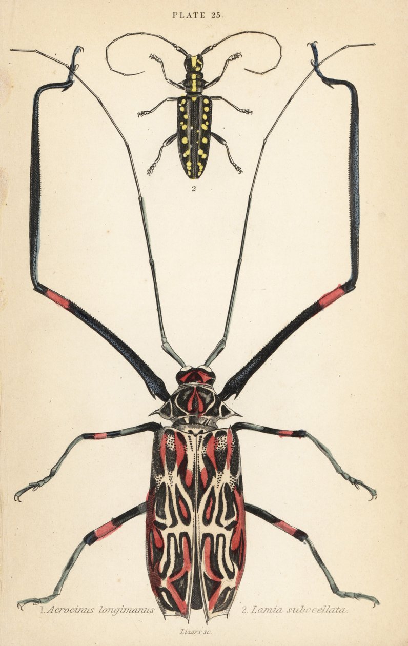 Harlequin beetle, Acrocinus longimanus 1, and flat-faced longhorn beetle, Taeniotes subocellatus 2 作： 英語学校