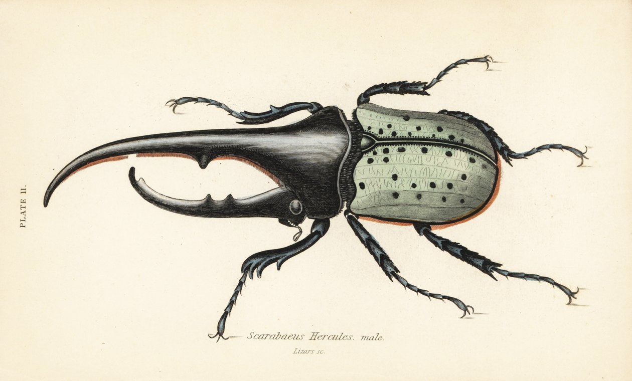 ヘラクレスオオカブト、オス、Dynastes hercules、Scarabaeus hercules 作： 英語学校