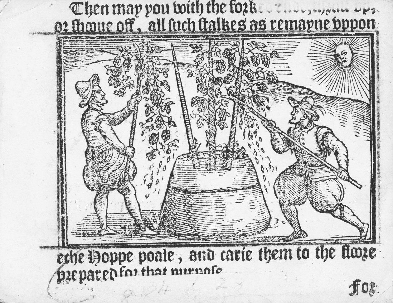 ホップ栽培、レイノルドスコット作「vade mecum、A Hope Garden of a Perfite Platform」（1576年） 作： 英語学校