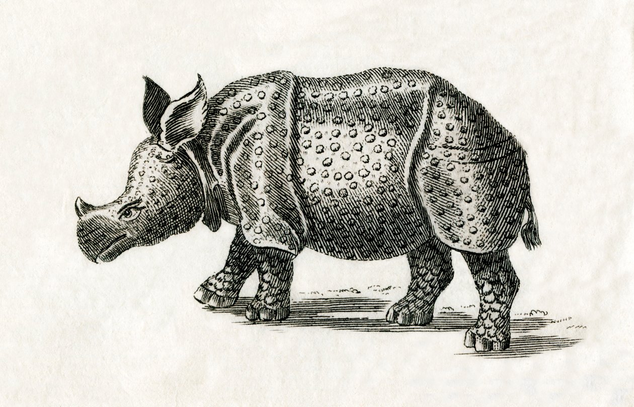 インドサイ（一角獣）Rhinoceros unicornis 18世紀の版画（エングレーヴィング）より 作： 英語学校