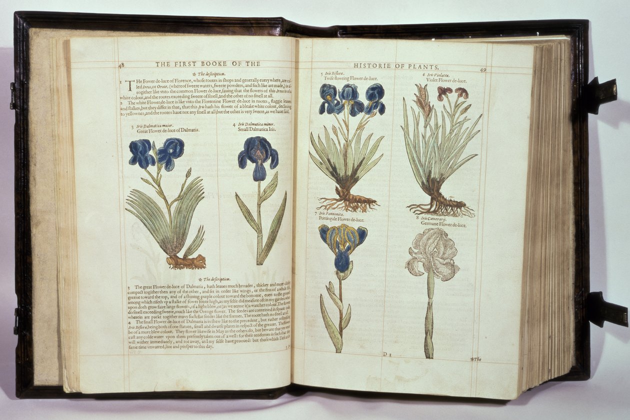 ジョンジェラルドの「植物の歴史の最初の書」から6種類のアイリス（花のデルース）が1597年に出版されました 作： 英語学校