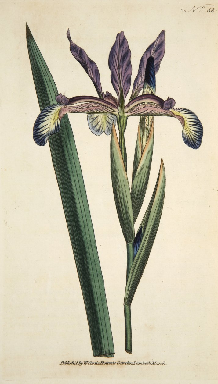 アイリス・スプリアス（スプリオス・アイリス）、『The Botanical Magzaine or Flower Garden Displayed』（パブ）より。1790年（手彩色彫刻）。 作： 英語学校