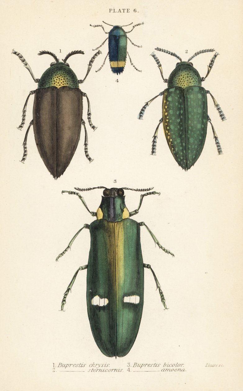 宝石のようなカブトムシBuprestis chrysis 1, Buprestis sternicornis 2, Buprestis bicolor 3, Buprestis amoena 4 作： 英語学校