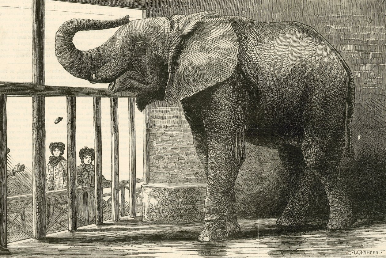 動物園の大きなアフリカゾウ、ジャンボ（エングレーヴィング） 作： 英語学校