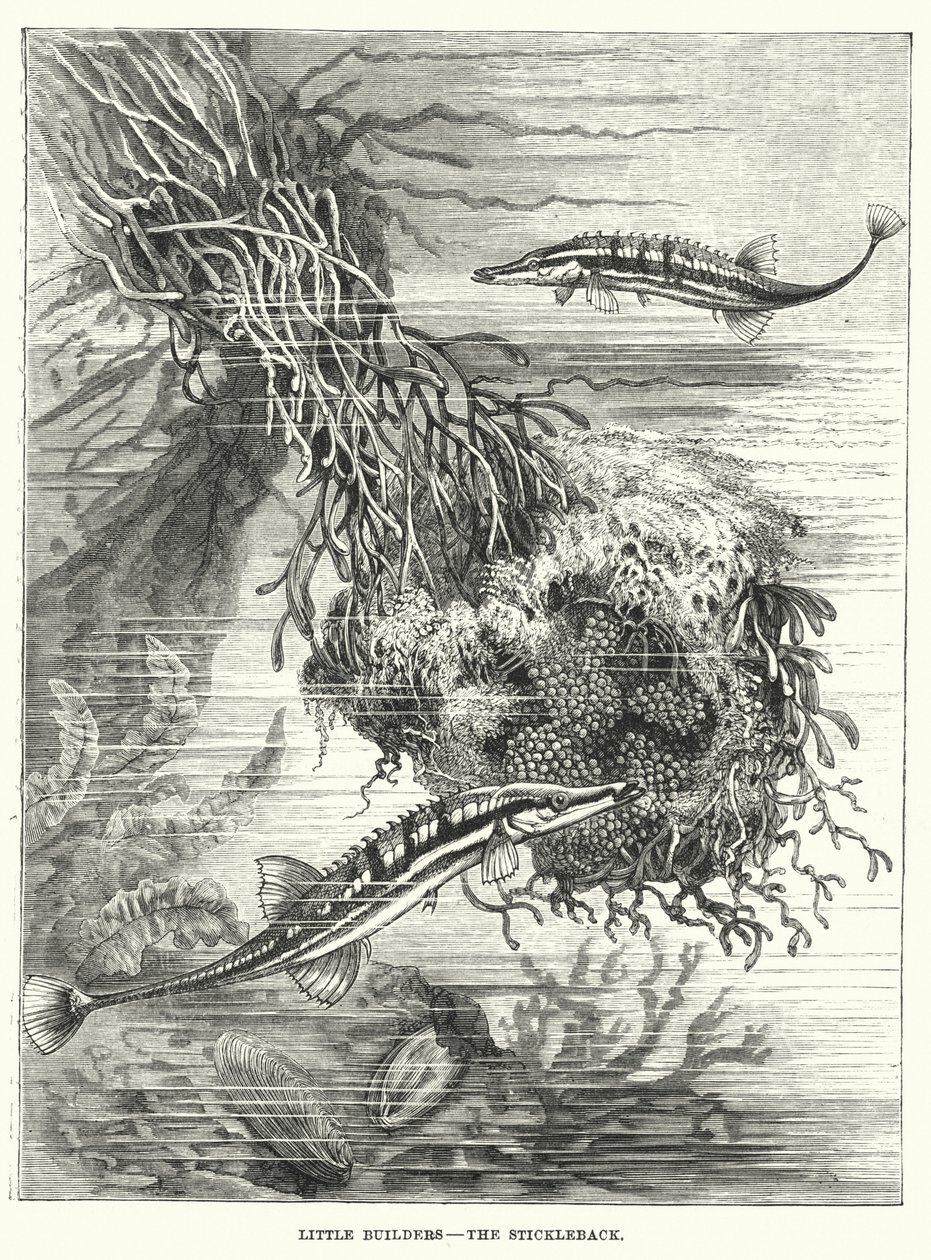 リトル・ビルダーズ、ザ・スティックルバック（エングレーヴィング） 作： 英語学校